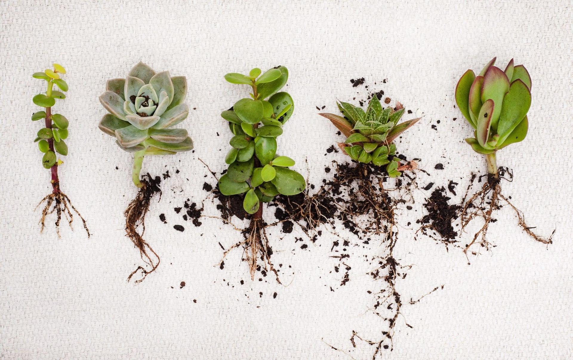 Various succulent cuttings with roots