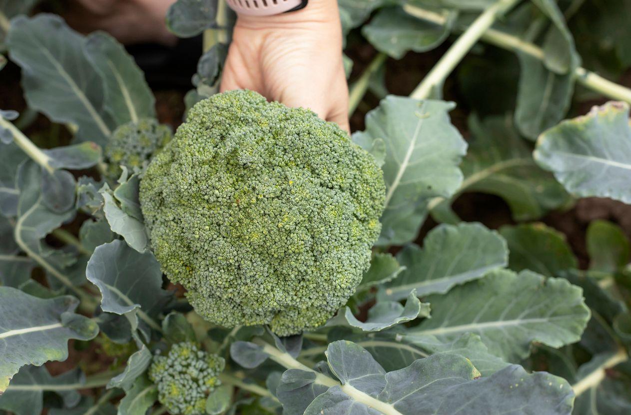 A freshly harvested broccoli head