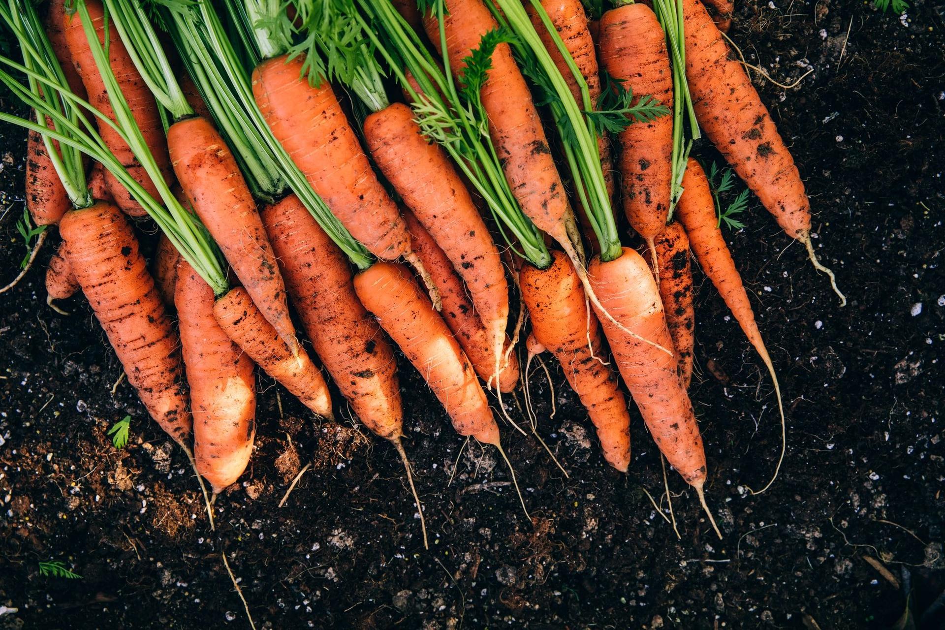 A bountiful harvest of carrots