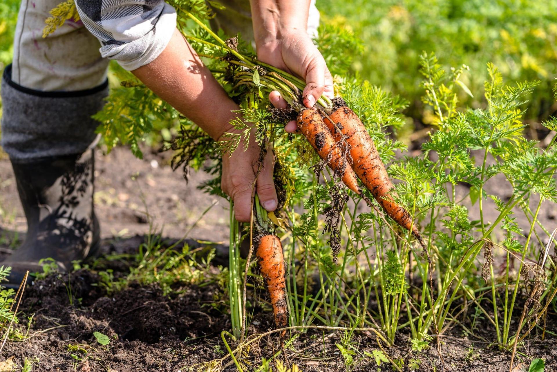 Man harvesting carrots in the fall