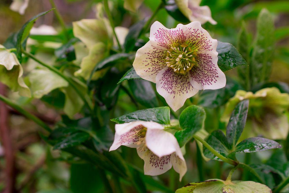 A photo of blooming hellebore flowers