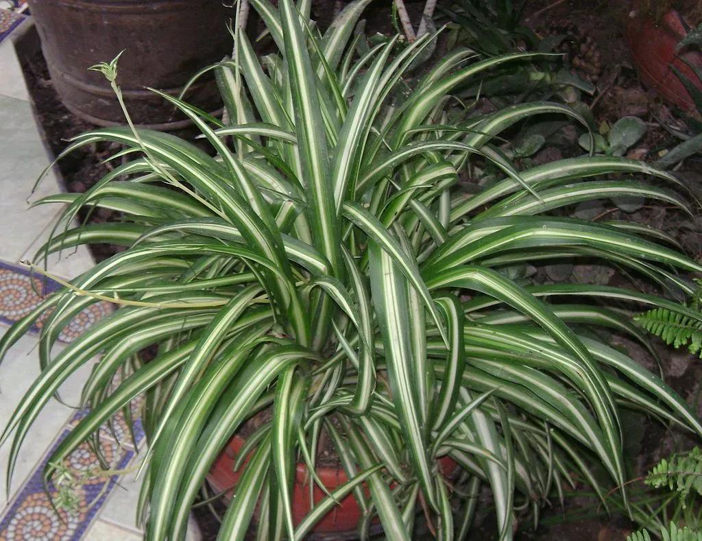 Spider Hardy Plant – Verdant Lyfe
