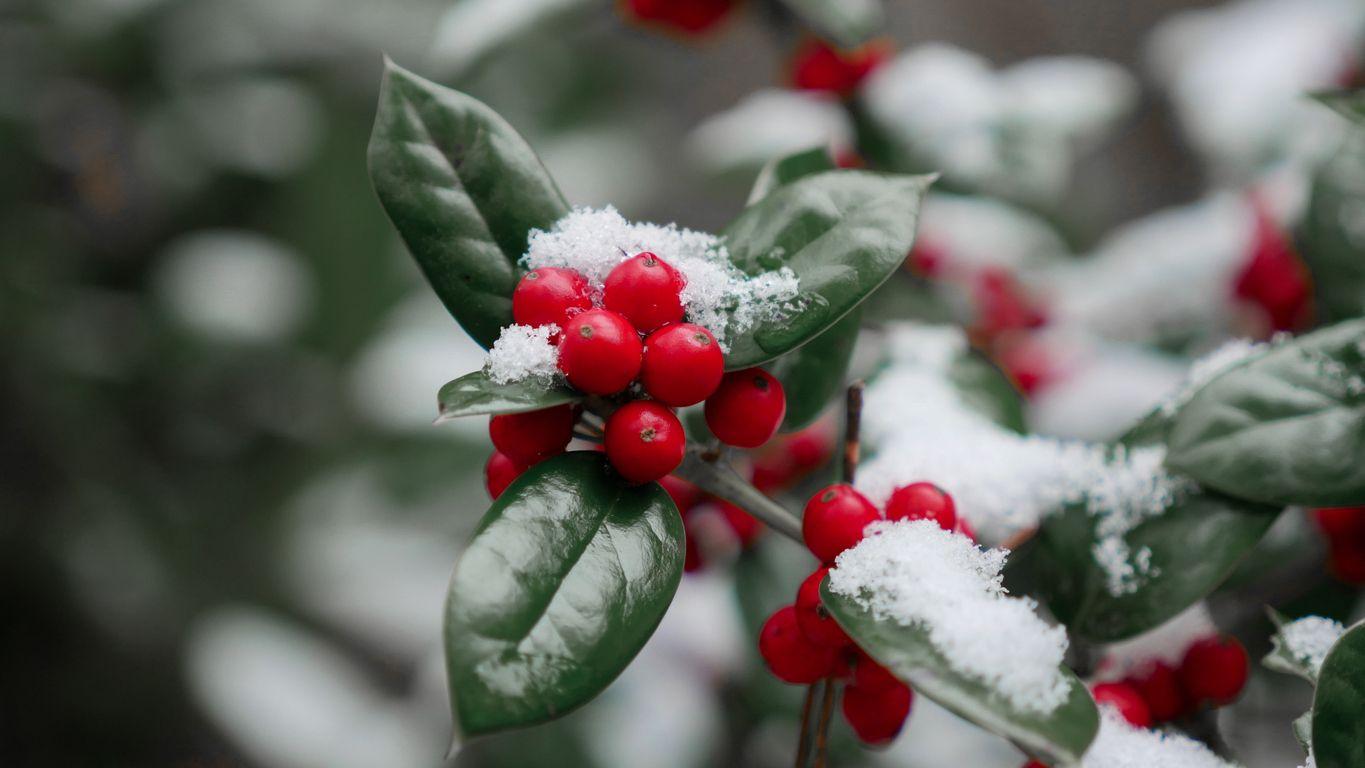 Red holly berries in snow