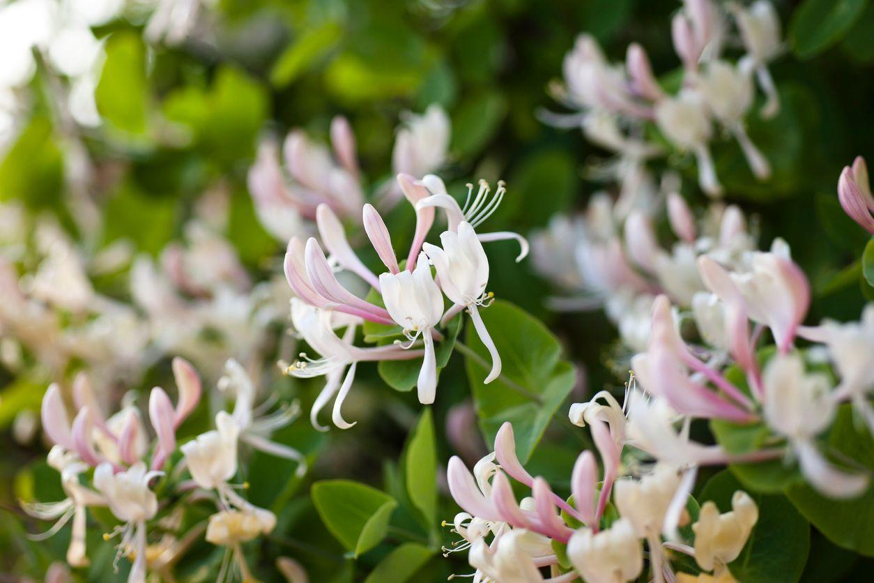 Blooming honeysuckle flowers