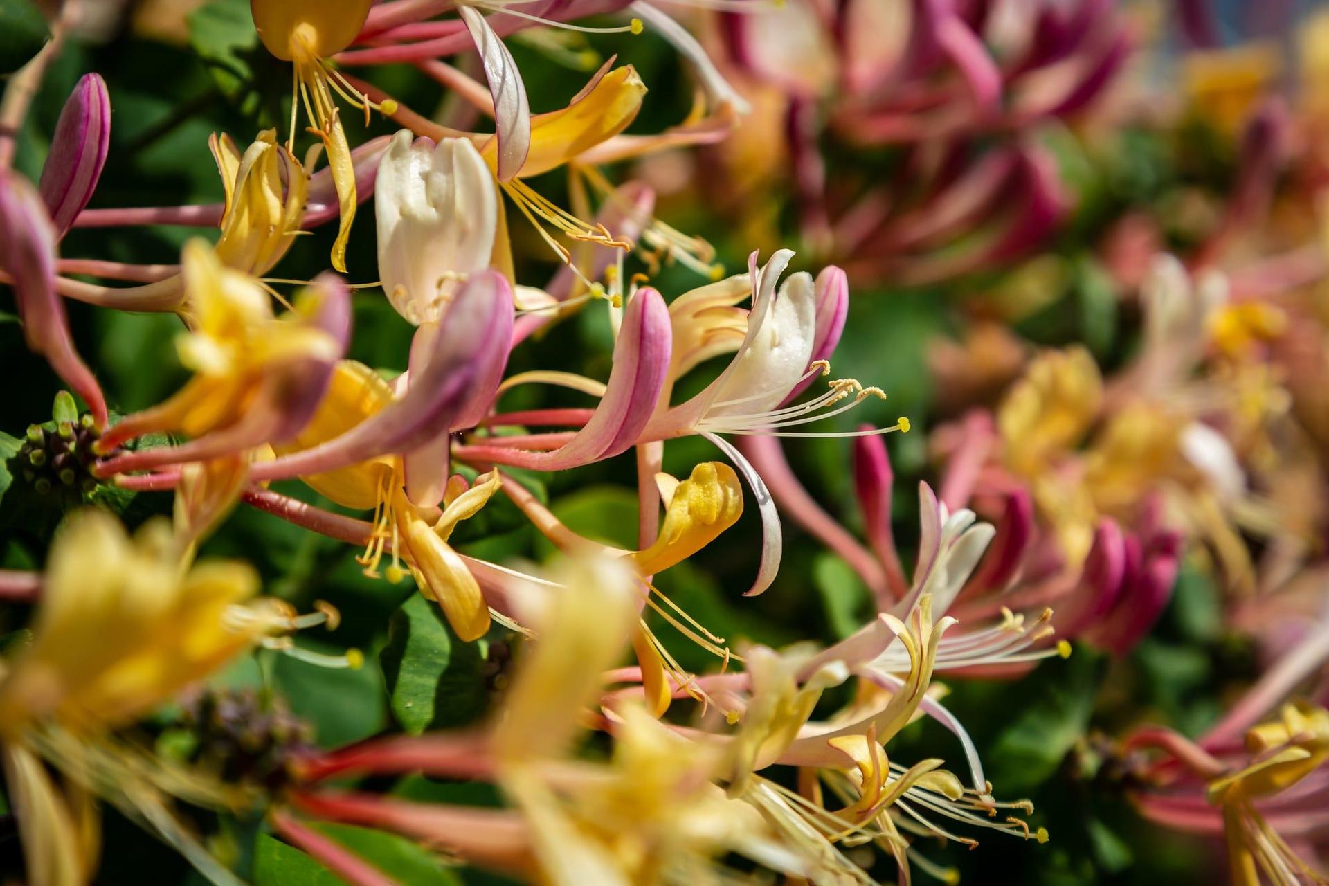 Close-up shot of honeysuckle flowers