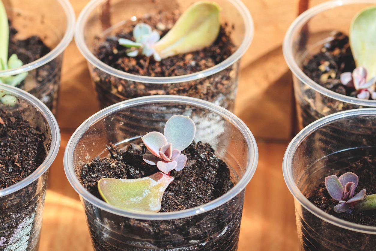 Proparating succulents with leaves in plastic glasses