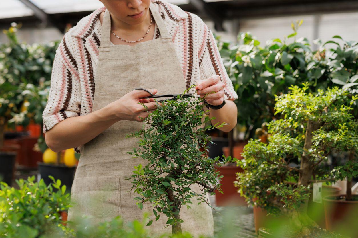 A florist forming a bonsai tree in a garden center