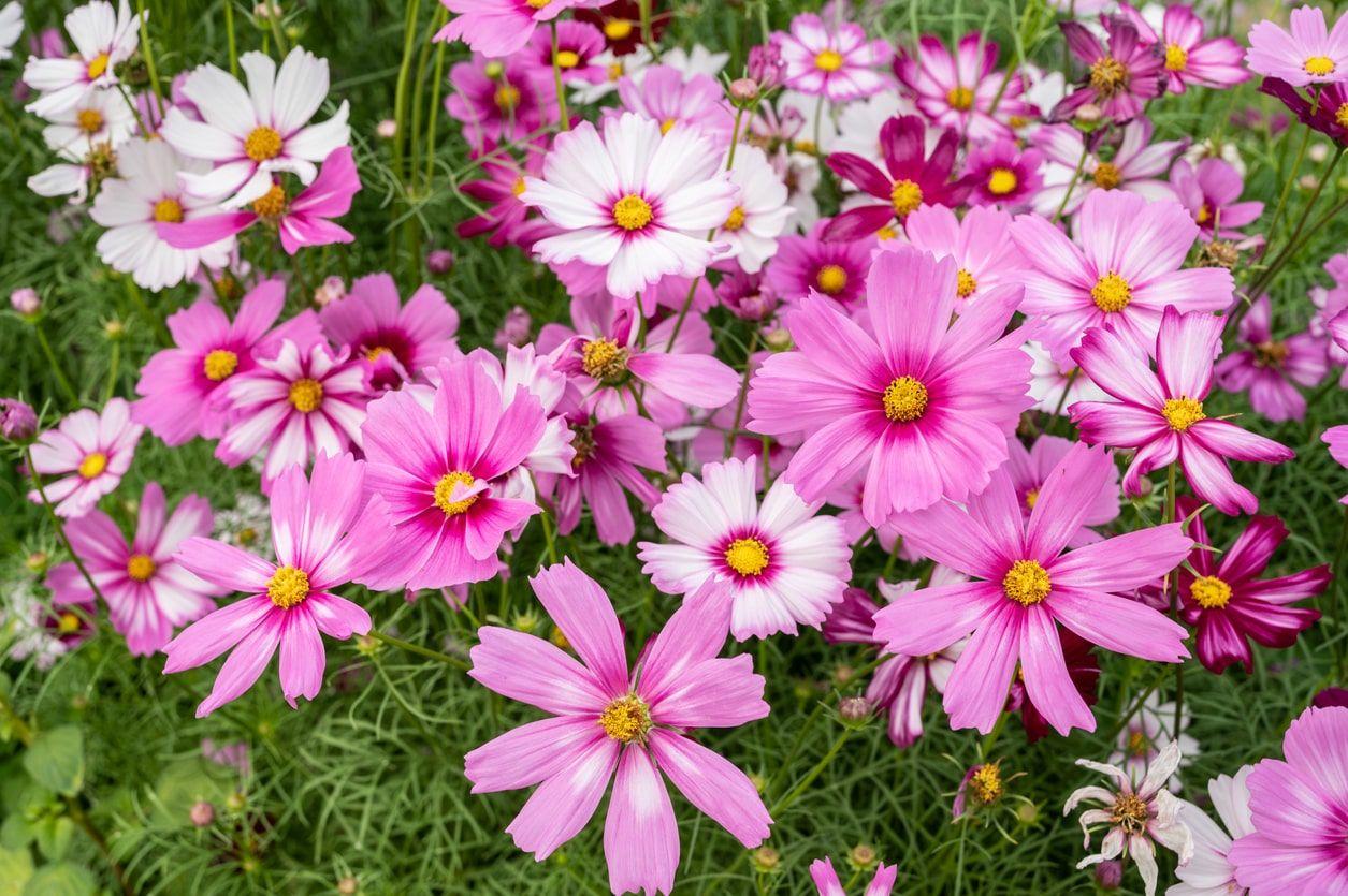 The different colors of cosmos flowers