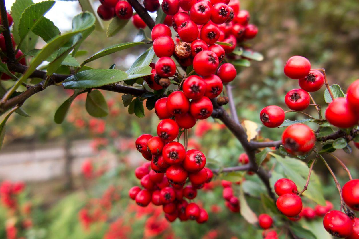 Ripe red hawthorn berries