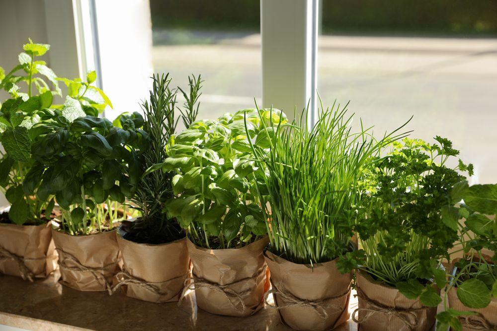 Growing herbs indoors