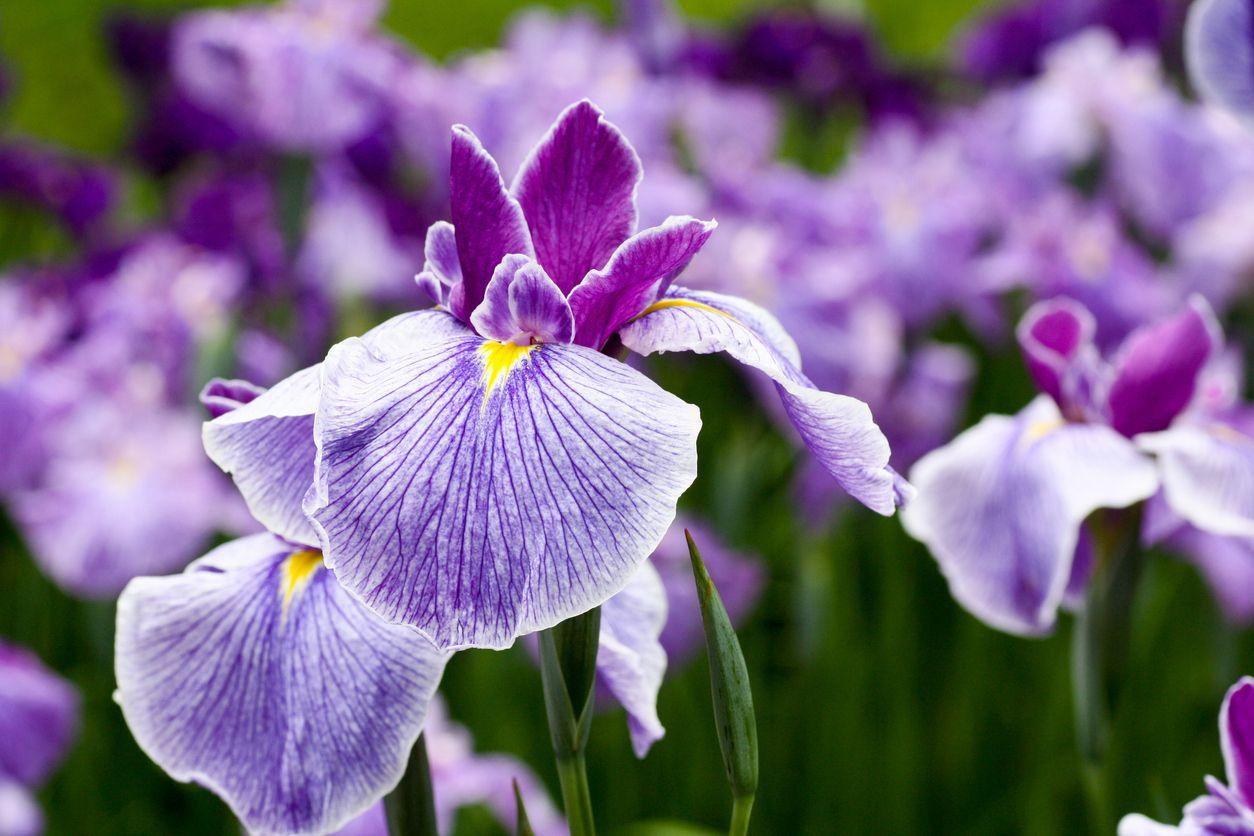 Close-up shot of a blooming iris