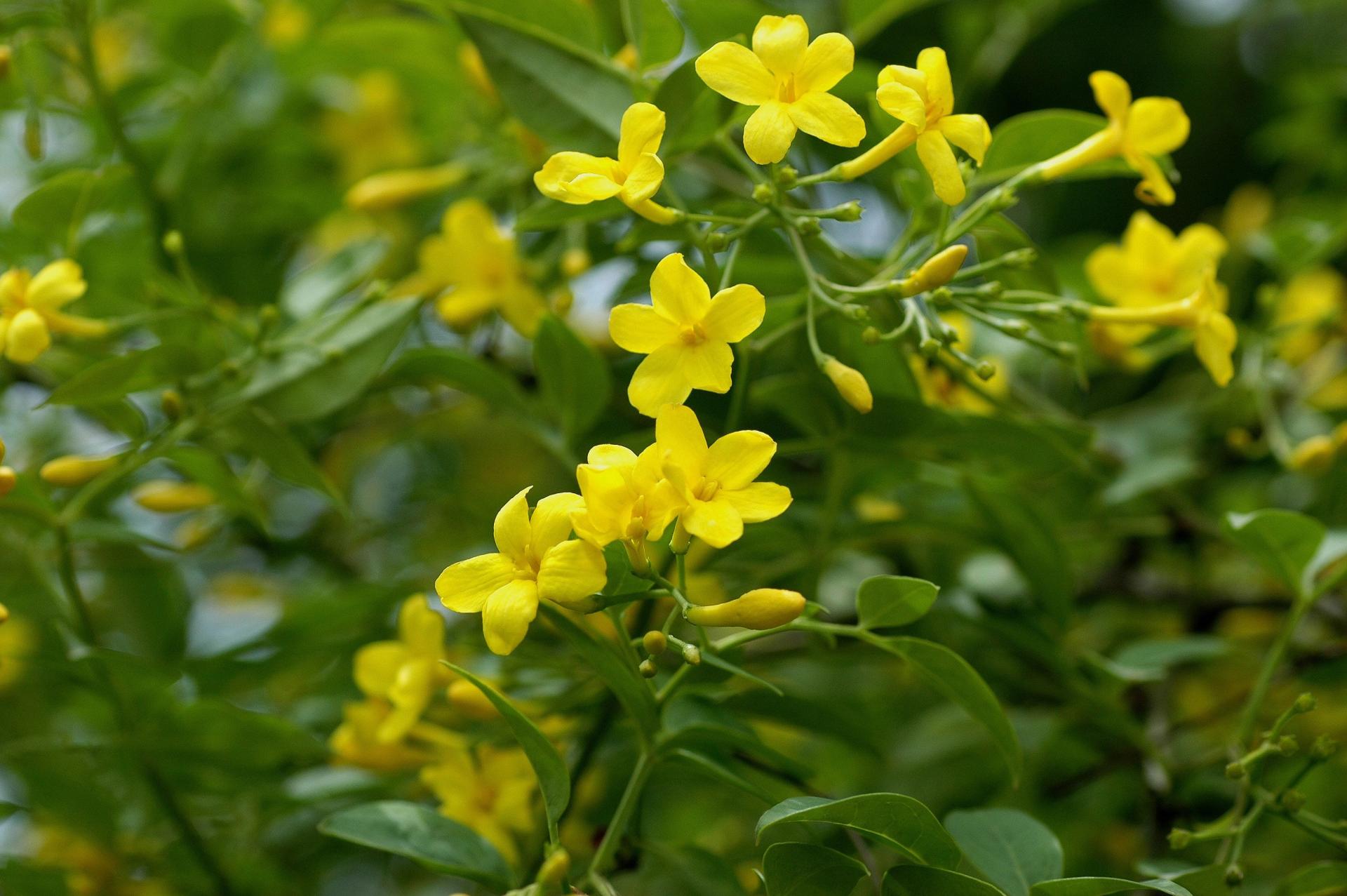 25 Different Types of Jasmine Flowers Across The World