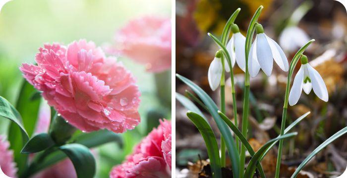 January birth flowers together