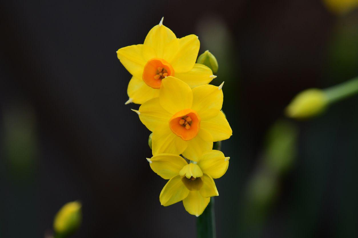 Close-up shot of jonquil flowers