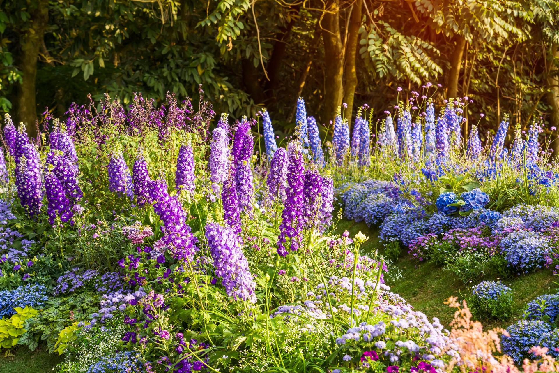 Garden full of larkspurs