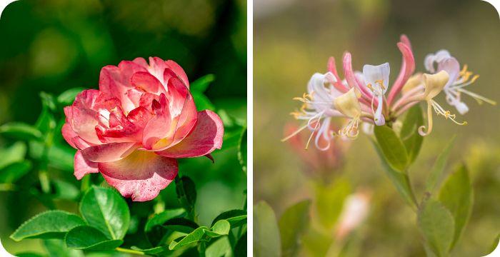 June birth month flowers together