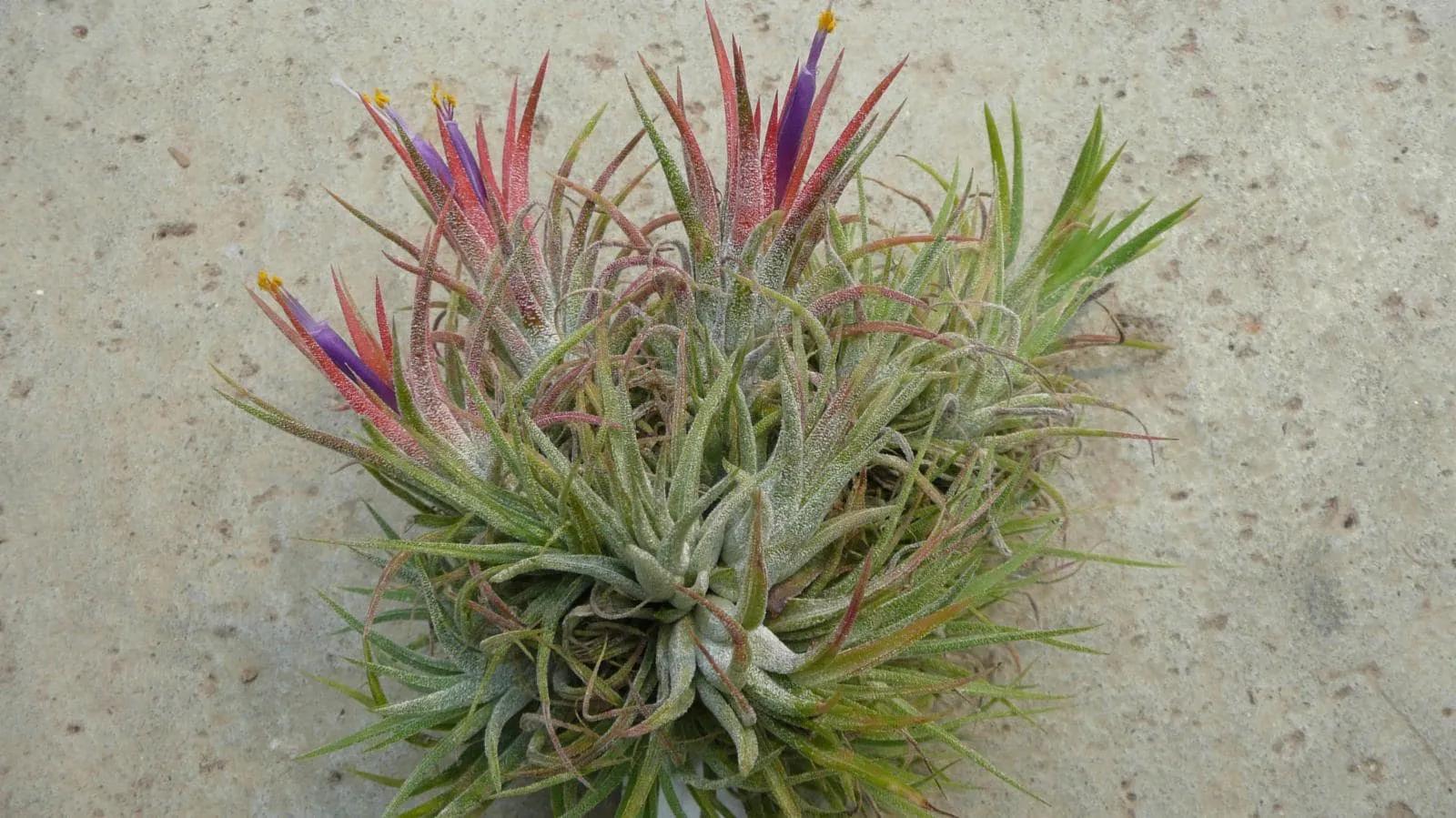 Tillandsia ionantha