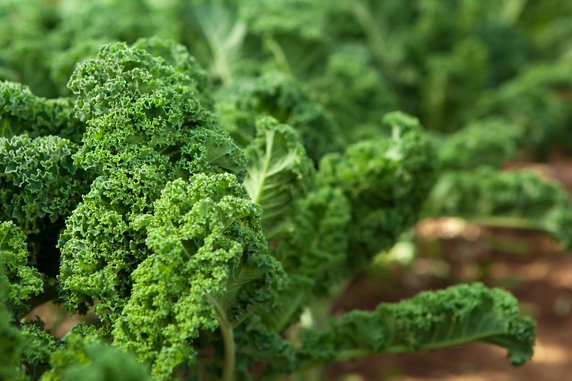 Close-up shot of kale leaves