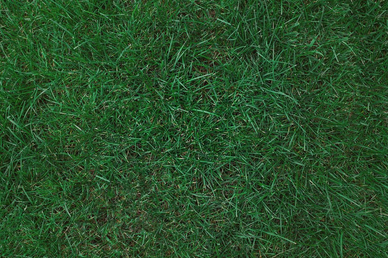 Green Kentucky Bluegrass lawn