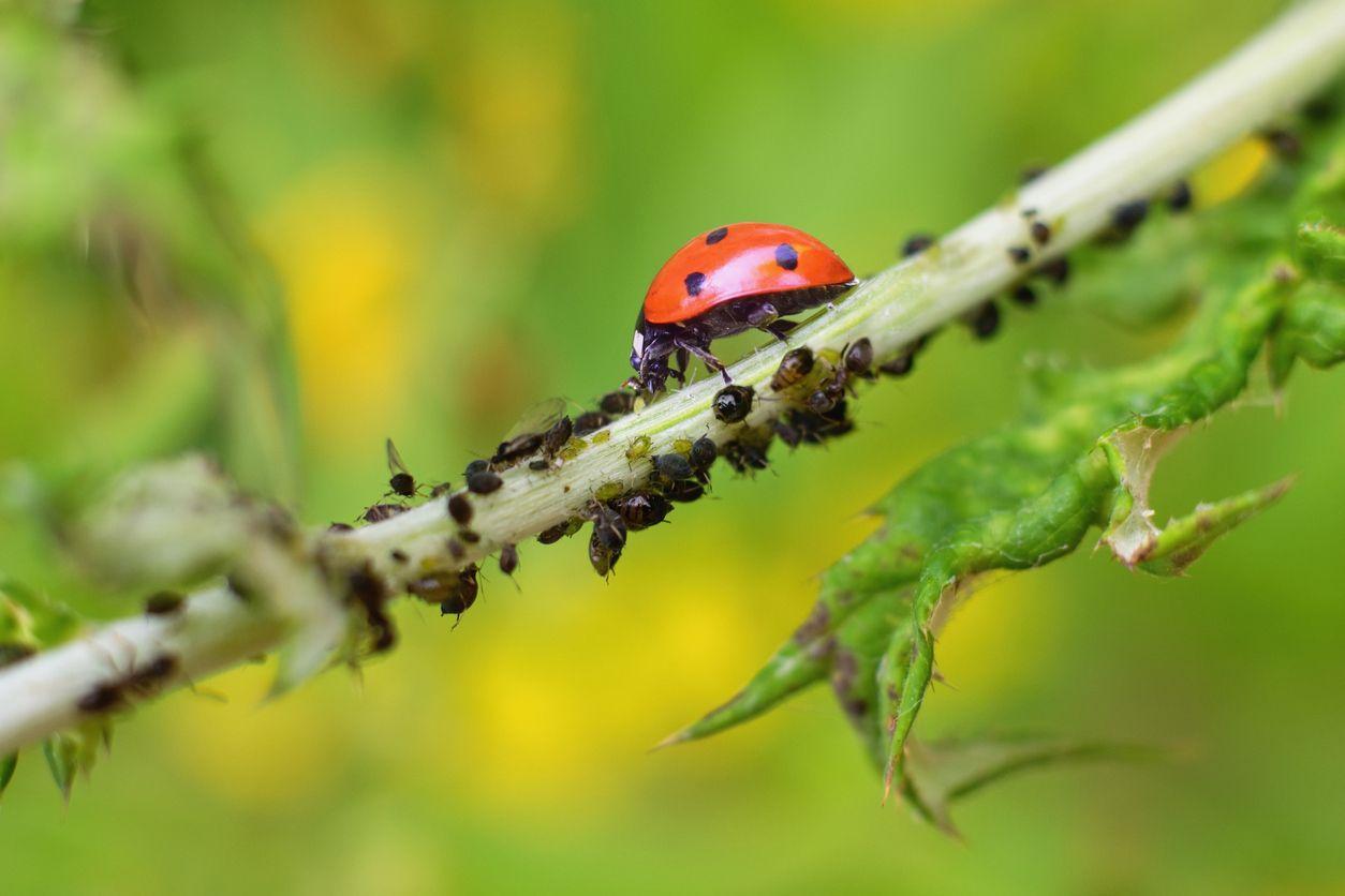 A ladybug eating plant pests