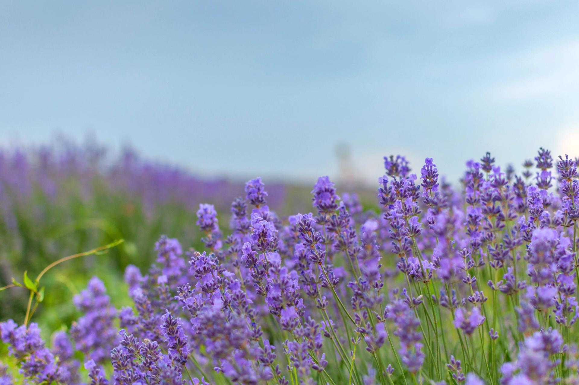 15+ Best Lavender Companion Plants: Vegetables, Herbs etc. (Full Guide)