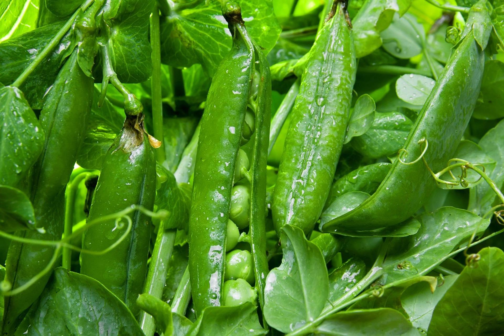 Fresh green peas in pods