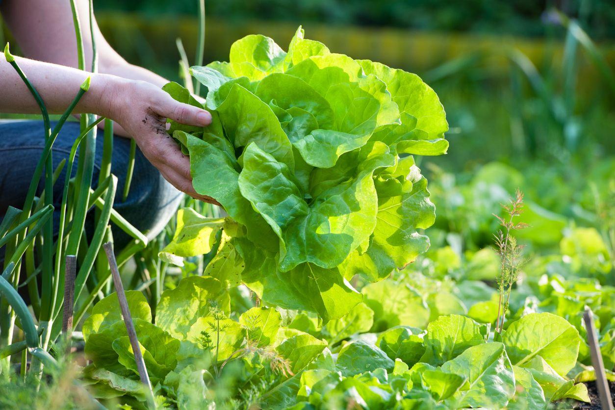 Freshly cut lettuce leaves