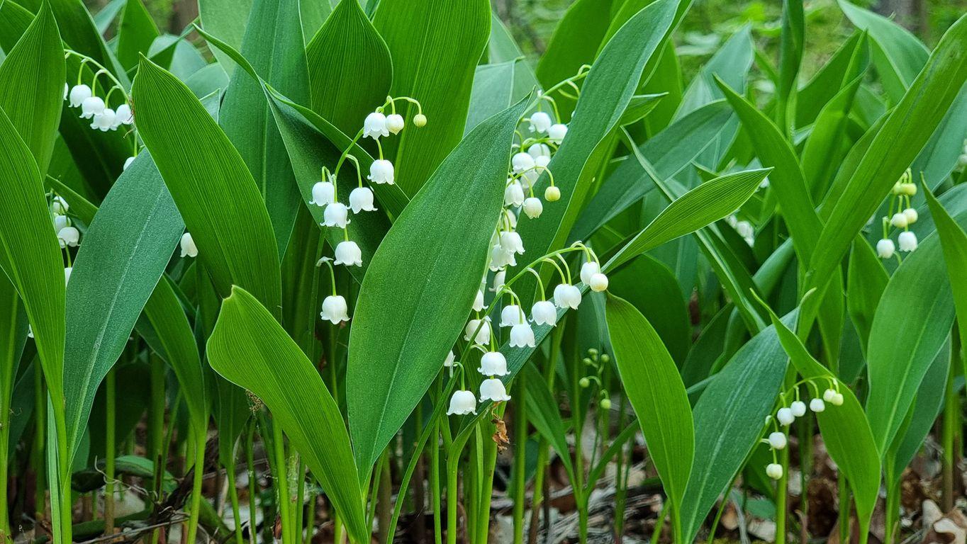 A group of wild lilies of the valley