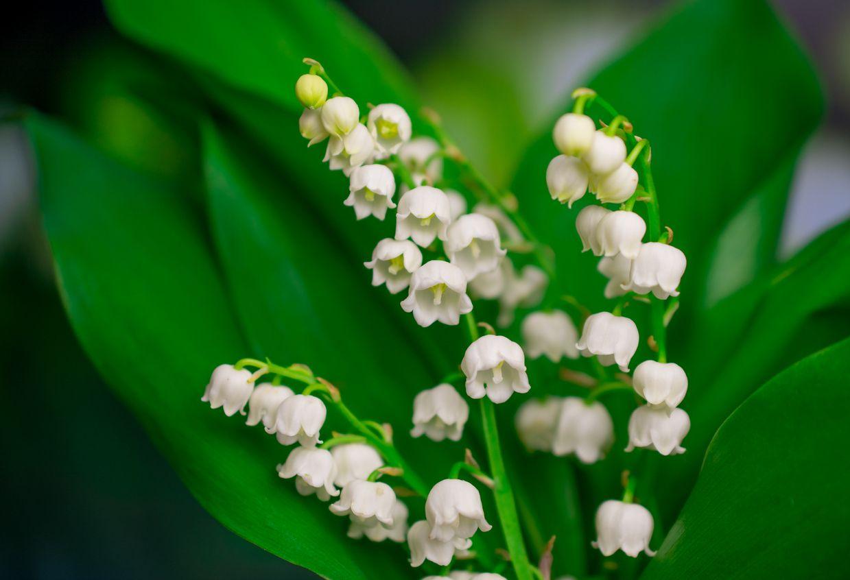 Bell-shaped blossoms of the lily of the valley