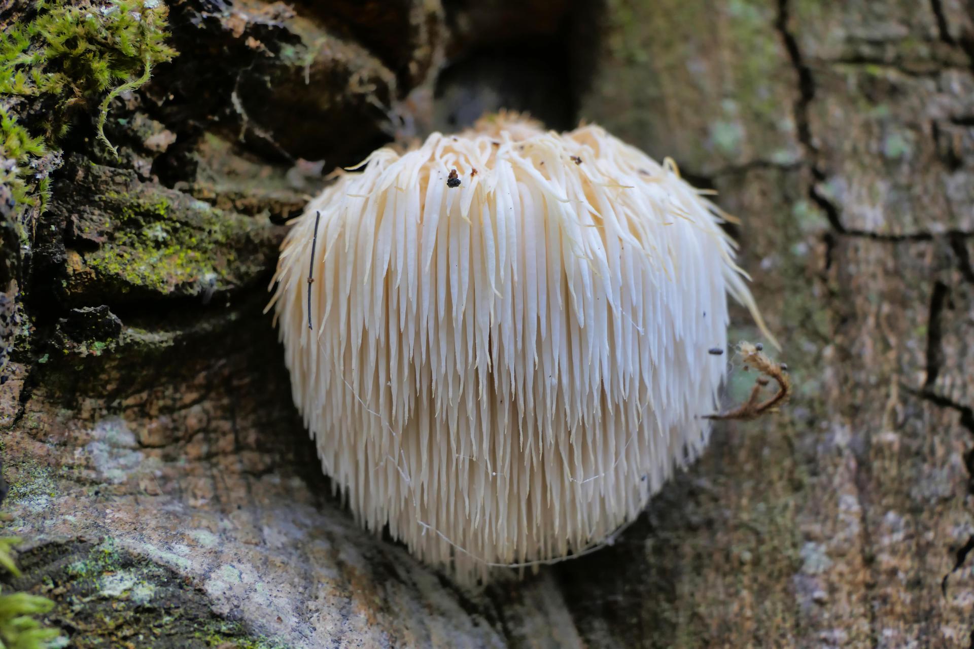 Hericium erinaceus growing on a tree