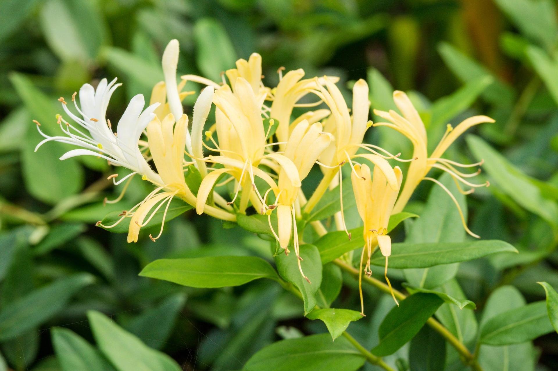 Lonicera japonica blossoms