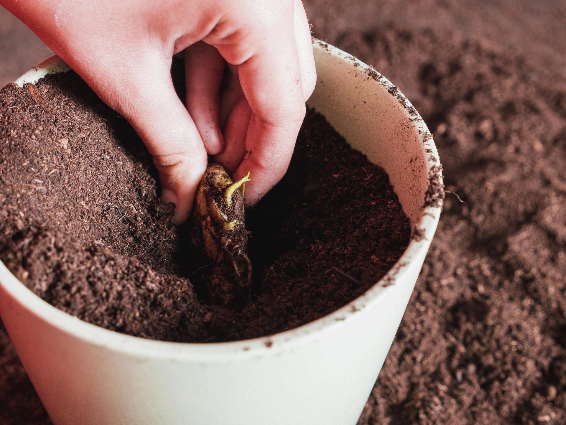 How to Grow a Mango Tree from Seed: A Comprehensive Guide