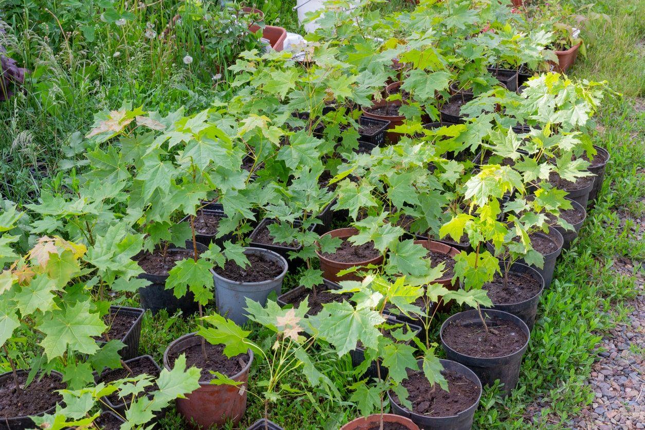 Maple seedlings in pots