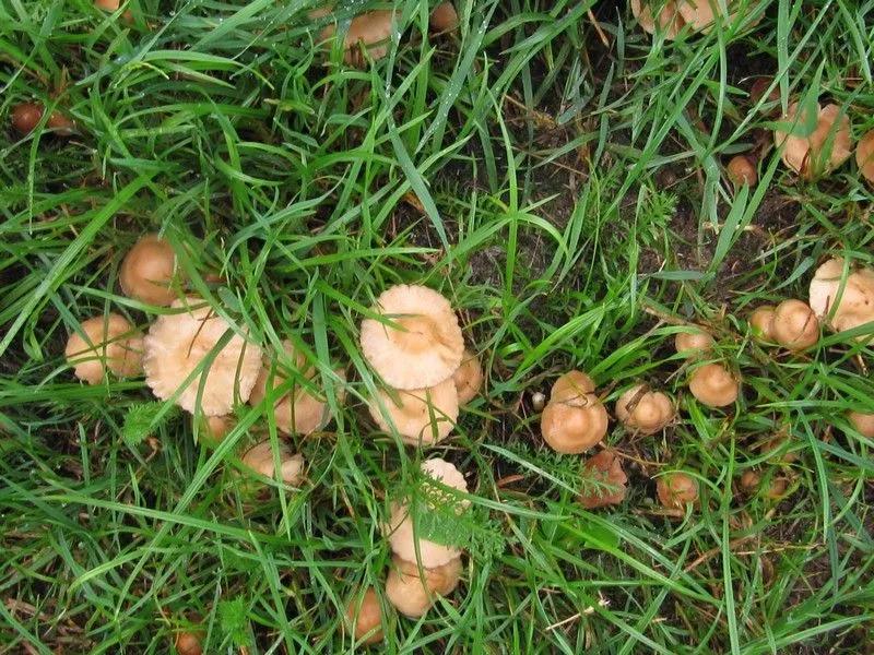 Why Are Mushrooms Growing in My Yard Good or Bad Thing for Lawn?