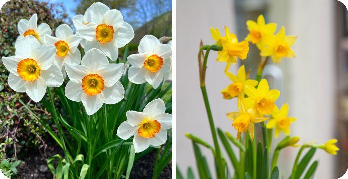 March birth flowers together