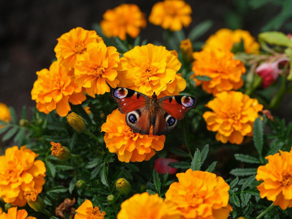 Blooming marigolds with a butterfly