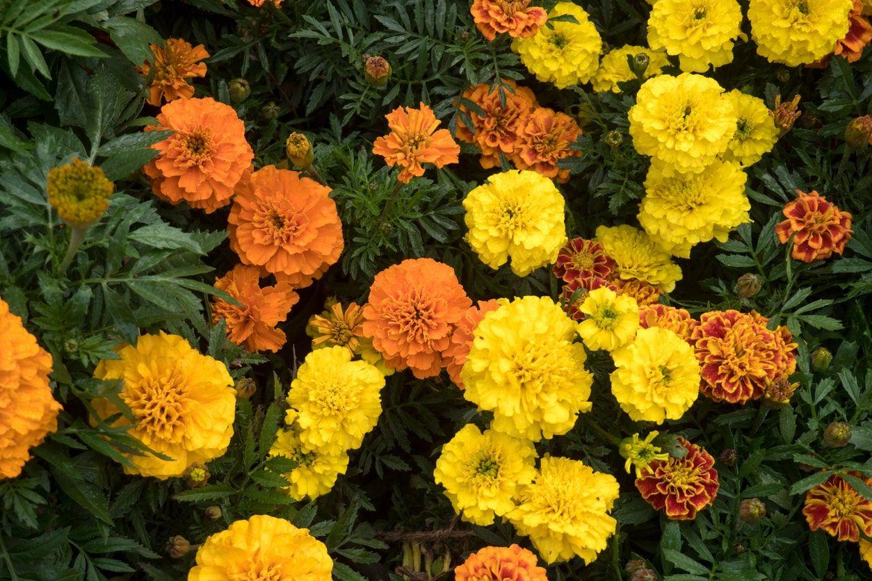 Colorful marigold flowers in a garden