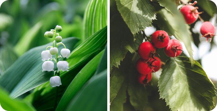 May birth flowers together