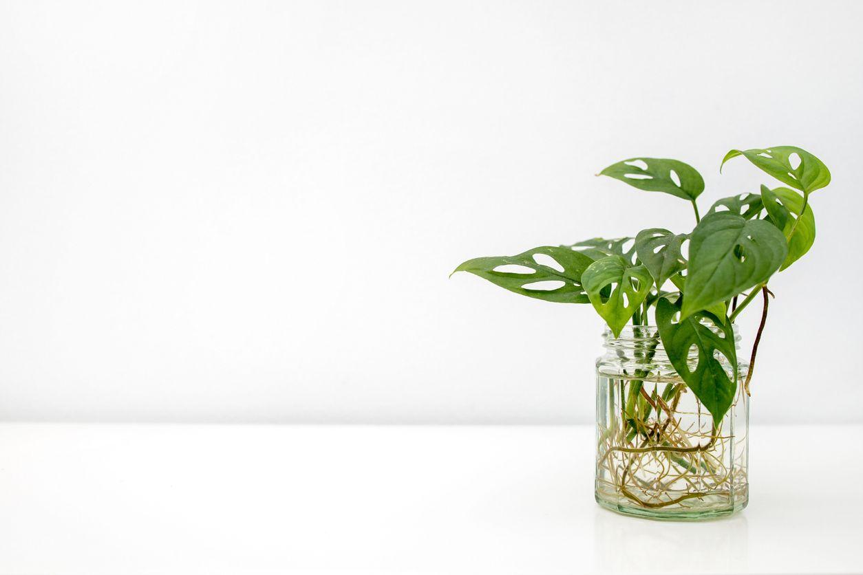 Monstera adansonii cuttings with visible roots in water