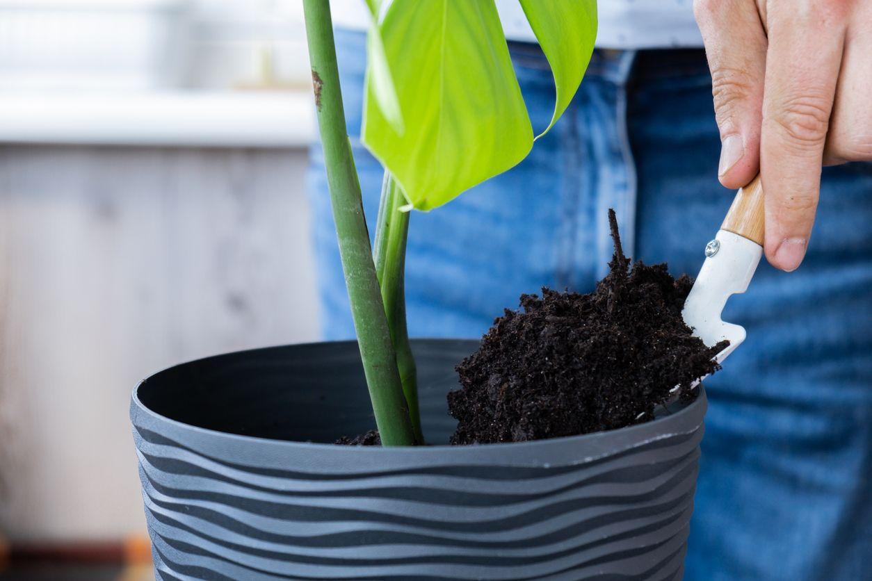 Placing a monstera cutting into the soil