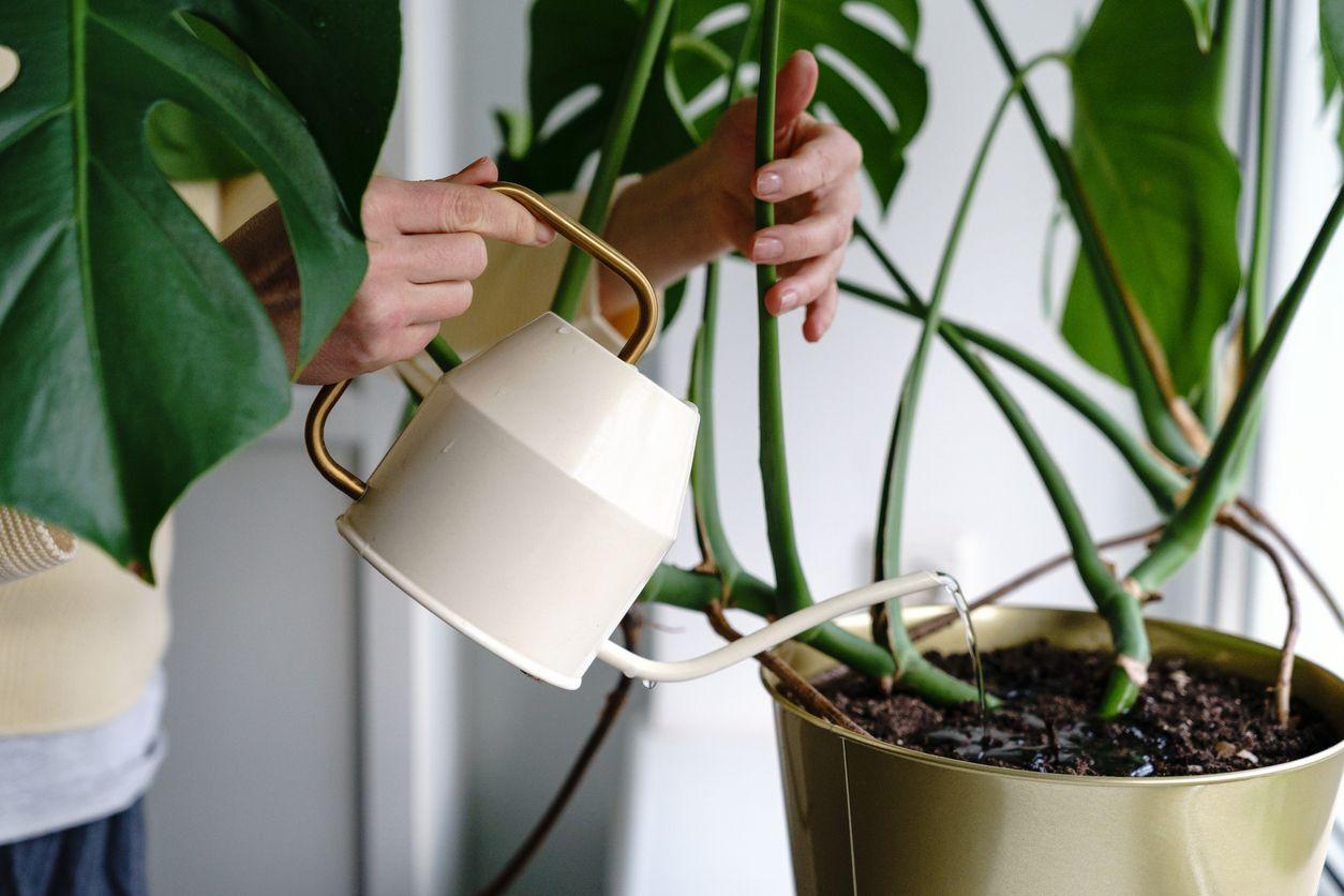 Plant parent watering Monstera deliciosa