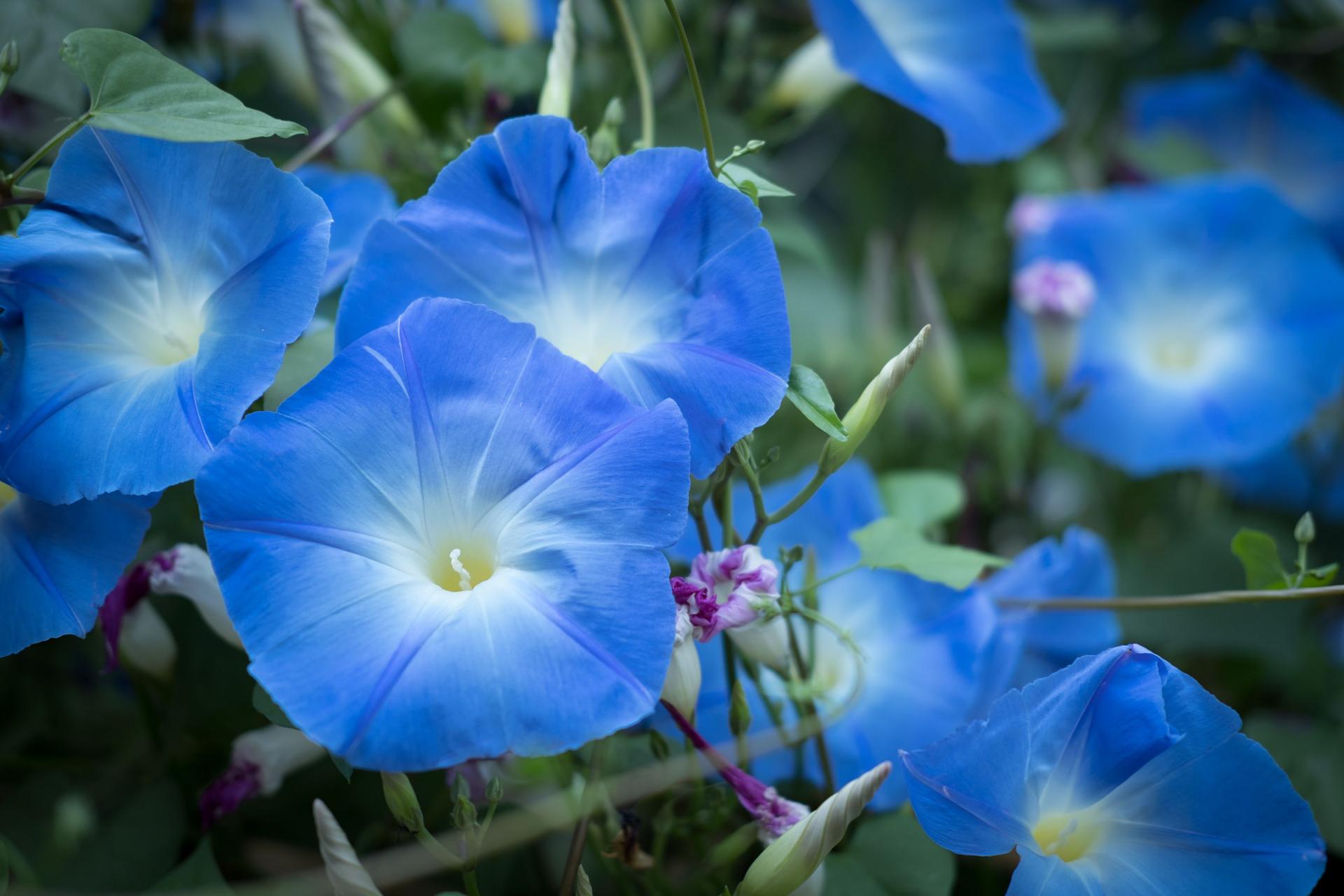 Close-up shot of morning glory blooming