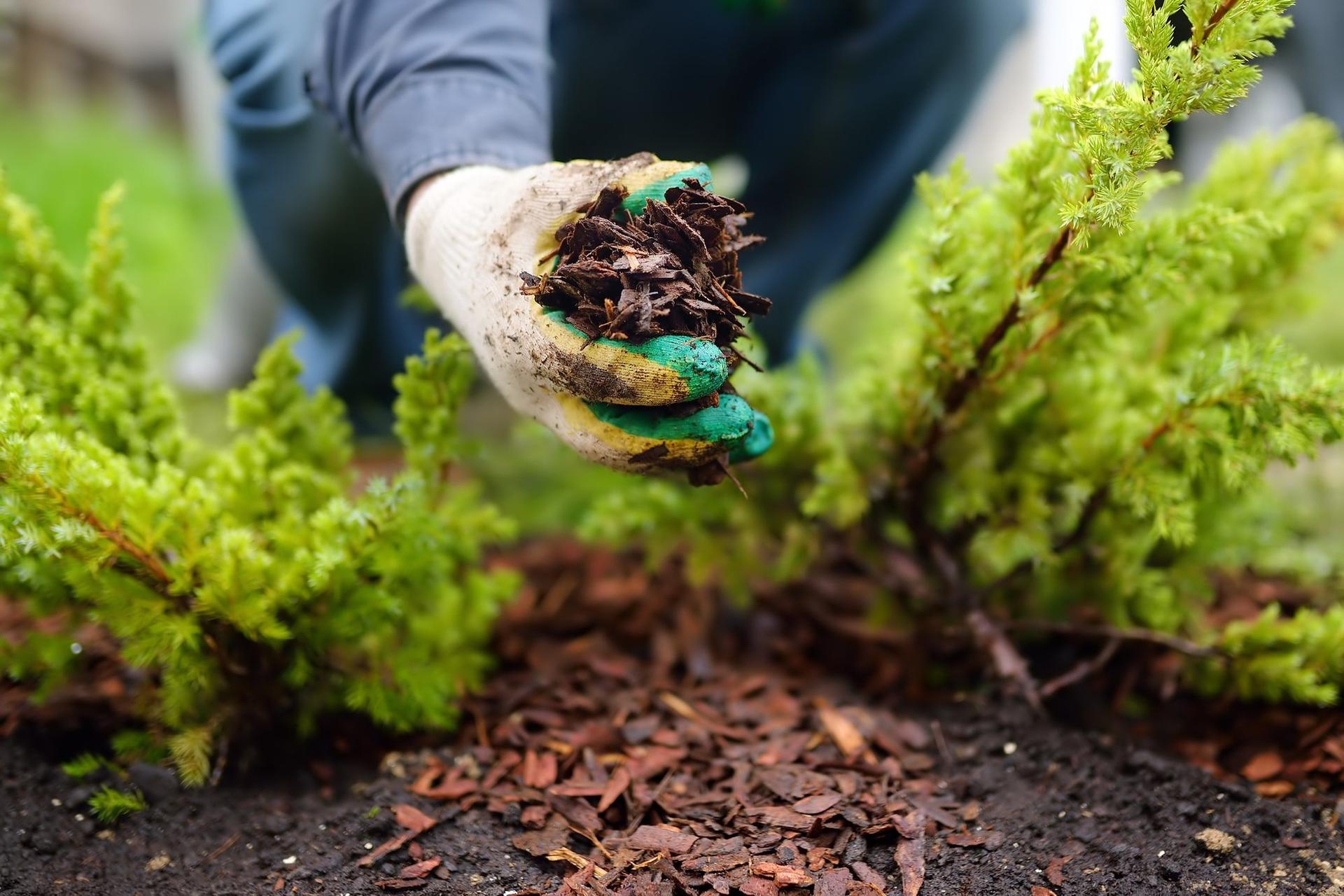 Man mulching his garden soil