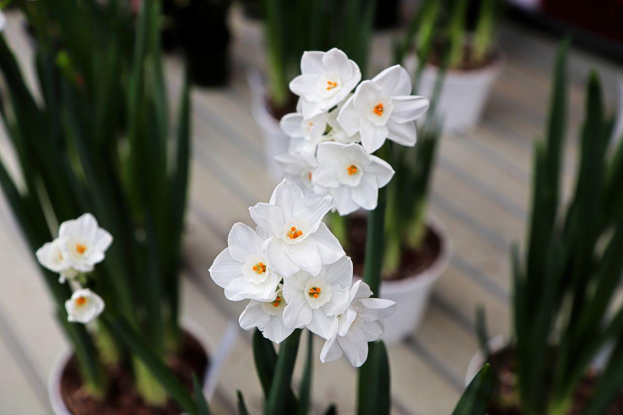 Close-up shot of paperwhites