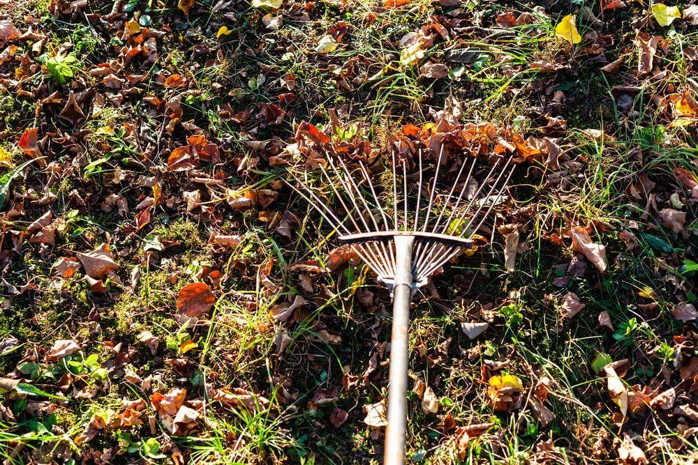 Removing fallen leaves in a fall garden