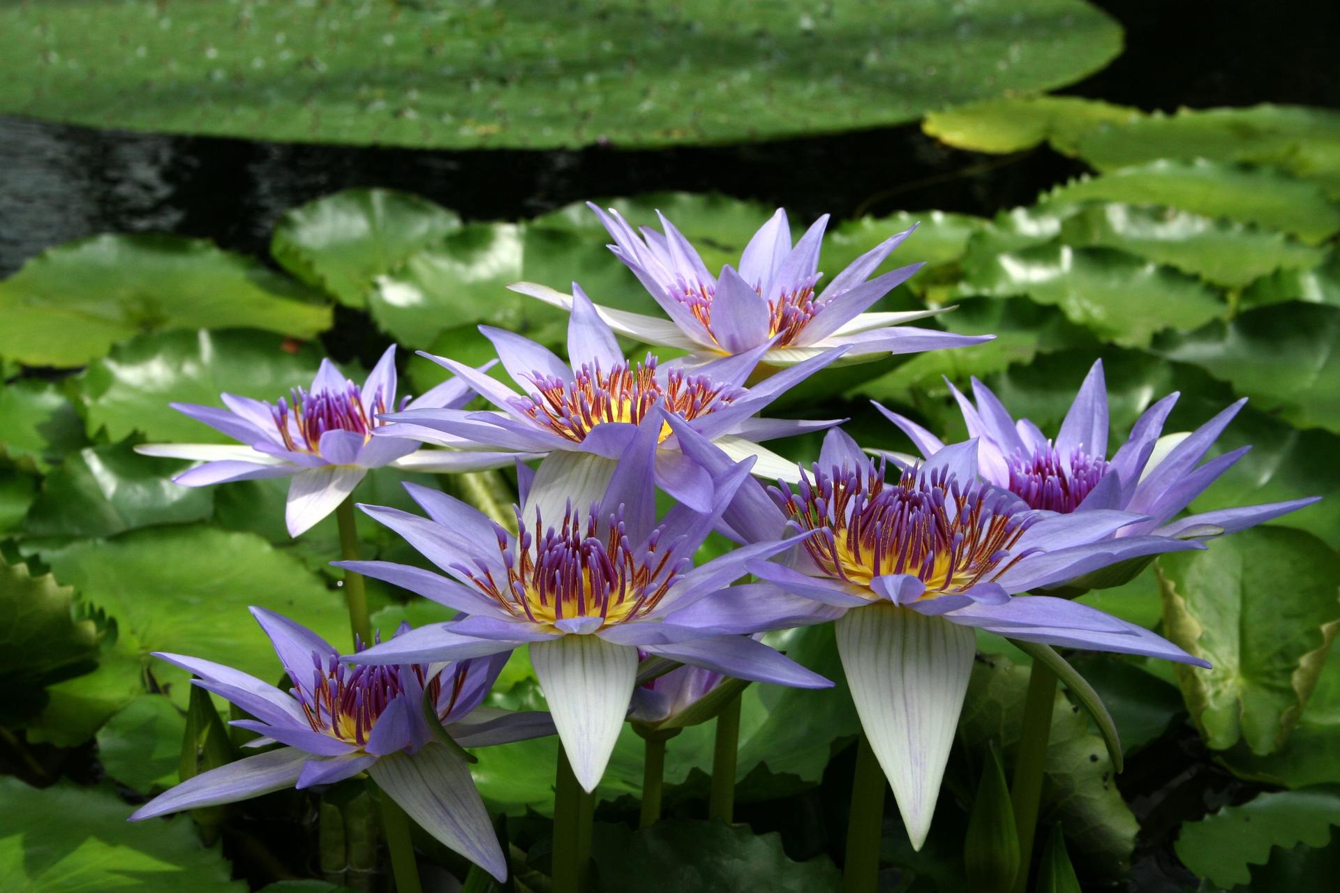 Nymphaea caerulea in full bloom