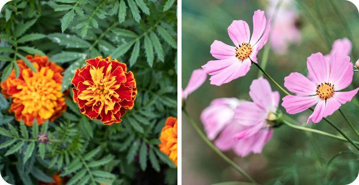 October birth flowers together