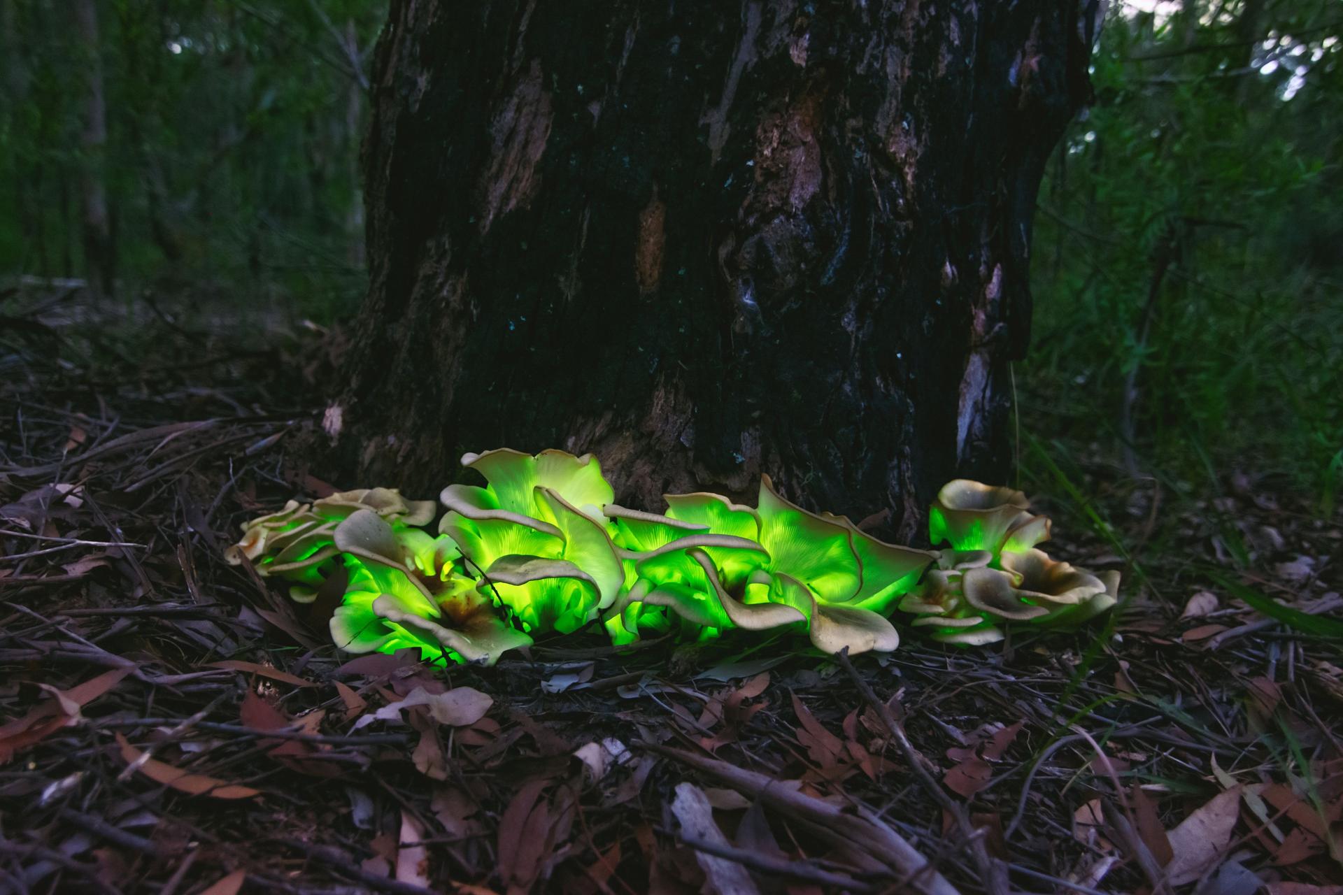 Glowing Jack-o’-Lantern mushrooms