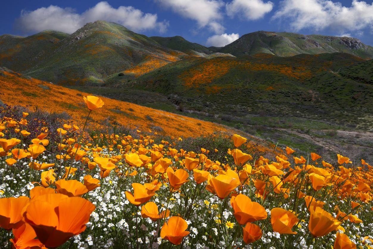 California poppies blooming near Lake Elsinore