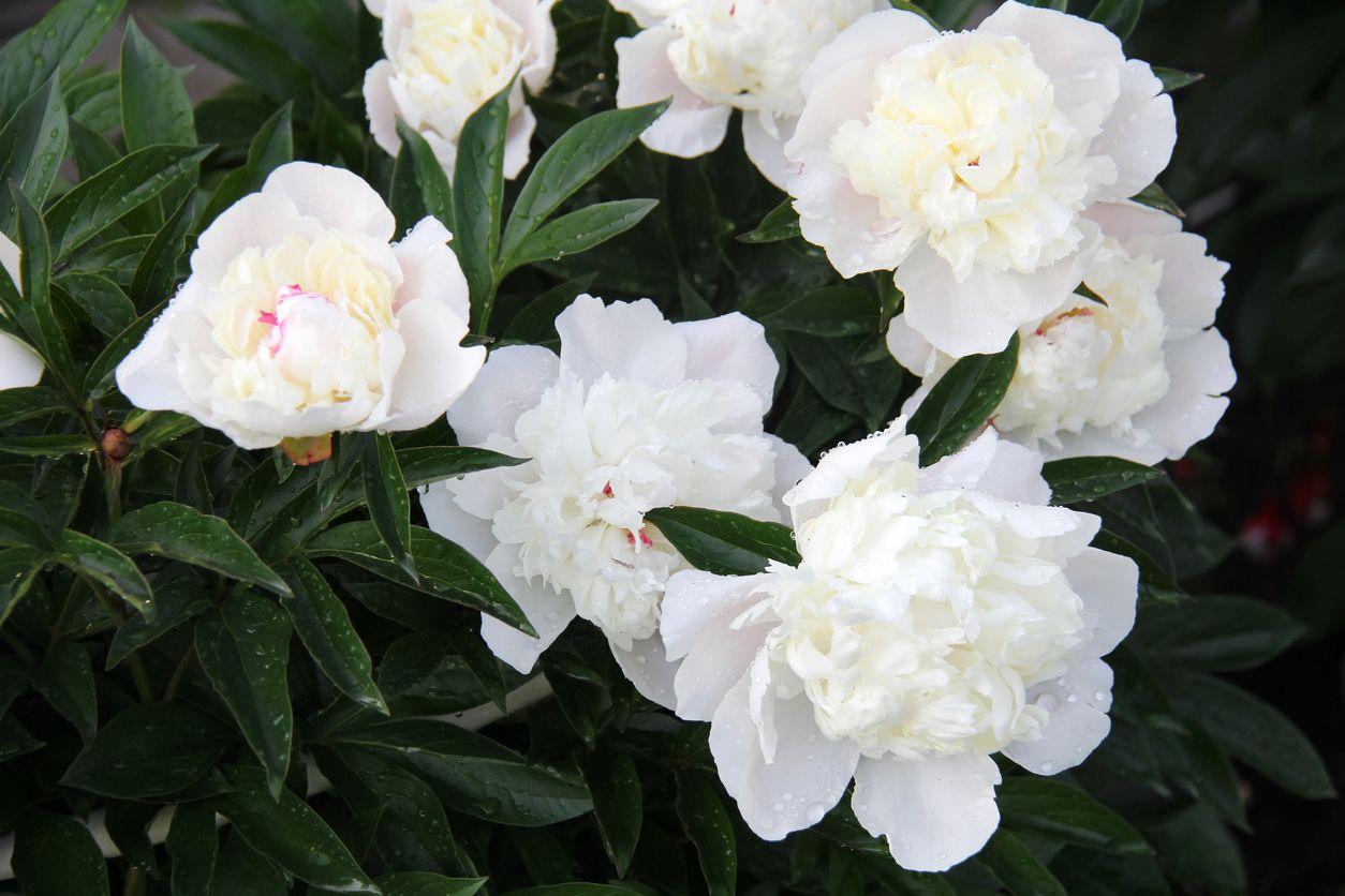 White peonies blooming outside